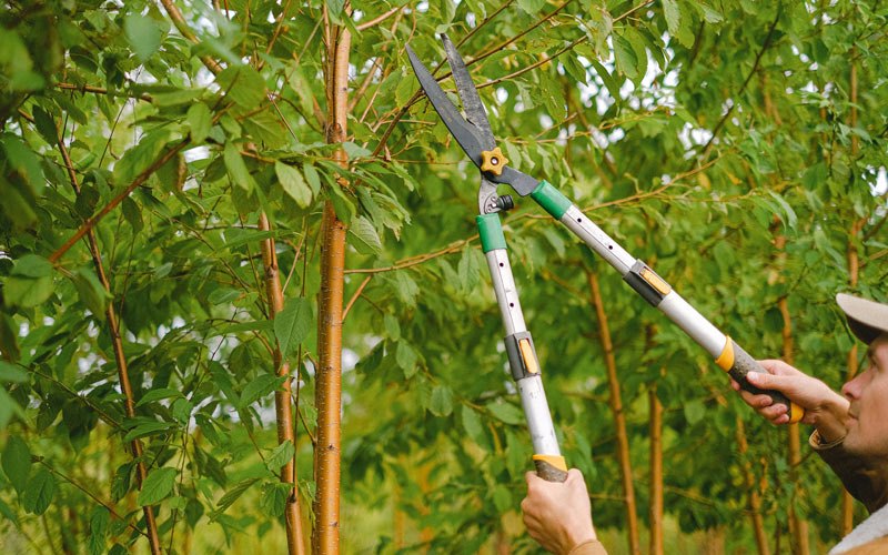 Tree trimming in Athol, NY